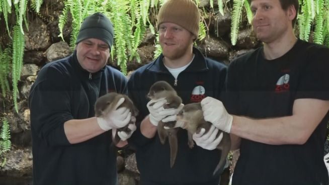 Nachwuchs im Zoo Osnabrück: 3 süße Otterbabys