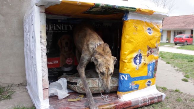Recycelte Hundehäuser: Milchpackungen für Straßenhunde
