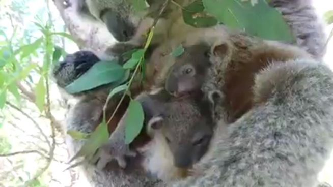Süß und selten: Koalazwillinge in Mamas Beutel