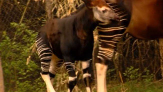 Freude ist groß: Okapi sieht zum ersten Mal Tageslicht