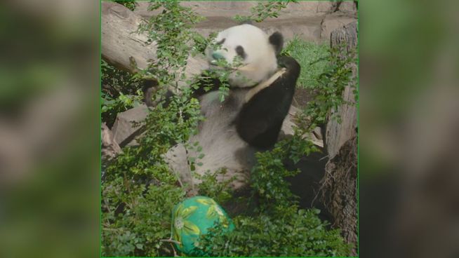 Die knuffigen Pandas: Warum sind sie schwarz-weiß?