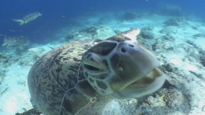 Lecker: Diese Meerestiere knabbern gern an Kameras