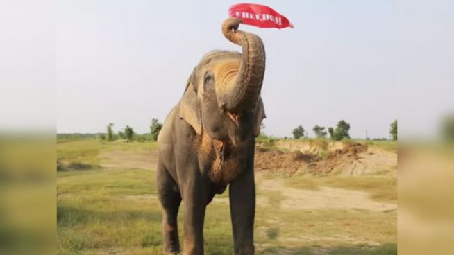 50 Jahre Gefangenschaft: Rettung für Elefant Mohan