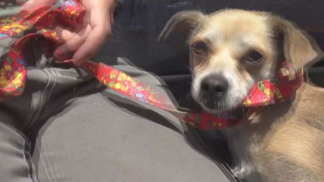 Starr vor Angst: Kleiner Hund steckt unter Auto fest