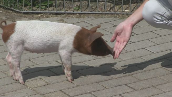 Zum Grunzen: Schweinischer Protest auf Fehmarn