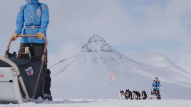 Schlittenrennen extrem: Mit 200 Hunden durch die Arktis