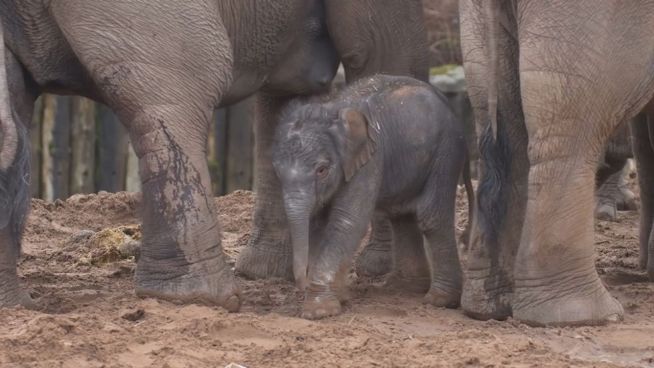 Sanfte Tritte: Elefantenmutter stupst Baby ins Leben
