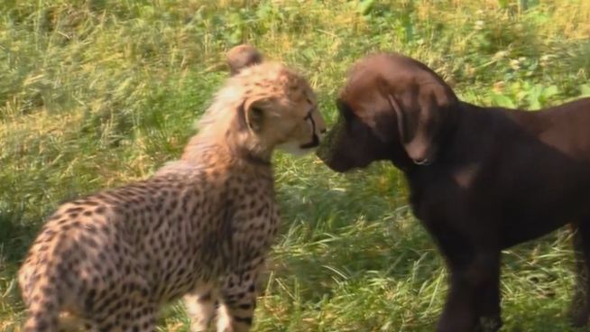 Kuriose Bande: Hund und Gepard sind dicke Freunde
