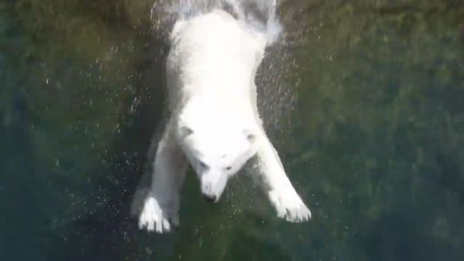Frühlingsgefühle: Eisbär Nora übt Bauchplatscher