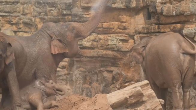 Riesiger Badespaß: Elefanten spielen mit Wasser