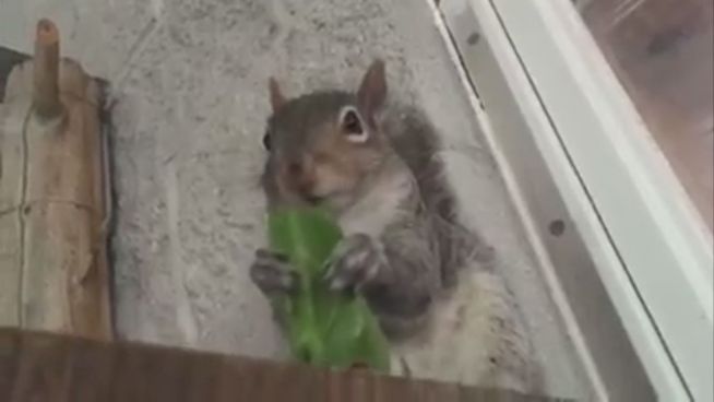 Süß: Grauhörnchen 'Squeaky' mümmelt Gemüse