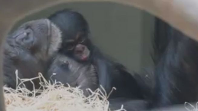 Süßer gehts nicht: Zoo Basel stolz auf Schimpansenbaby