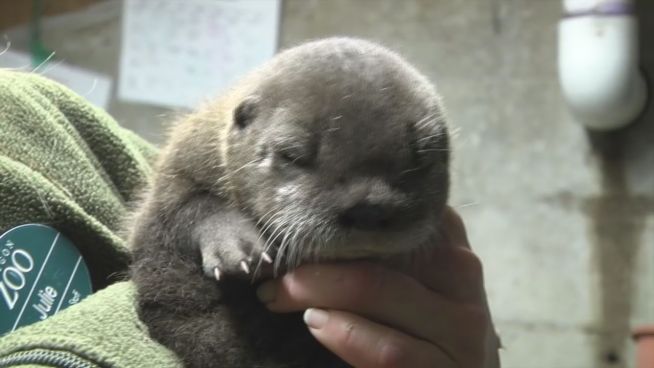 Otter-Baby: So süß ist der Nachwuchs im Oregon Zoo