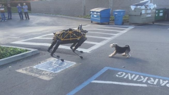 Tier trifft Maschine: So geagiert ein Hund auf Roboter