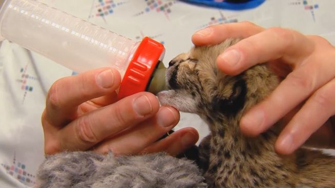 Mega cute: Geparden-Babys in US-Zoo geboren