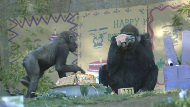 Teeparty im Affenhaus: Geburtstagsfeier für Gorillas