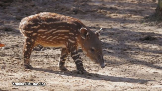 Niedlich und unbeholfen: Baby-Tapir erkundet das Gehege