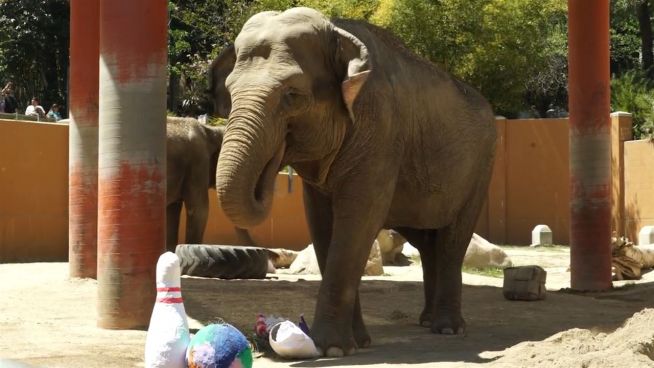 Zoo-Bowlingbahn: Elefanten kegeln für den guten Zweck