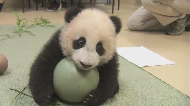 Zuckersüß: Panda-Baby beim Koordinationstest