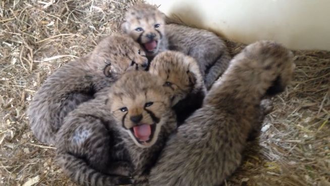 Knuddeliger Haufen: 10 Gepardenbabys geboren