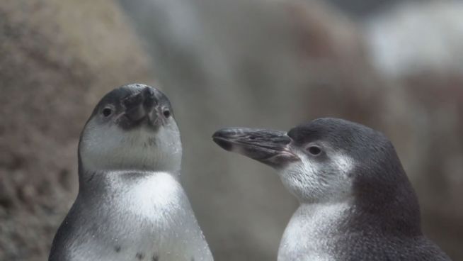Badespaß: Pinguin-Küken zeigen ihre Schwimmkünste