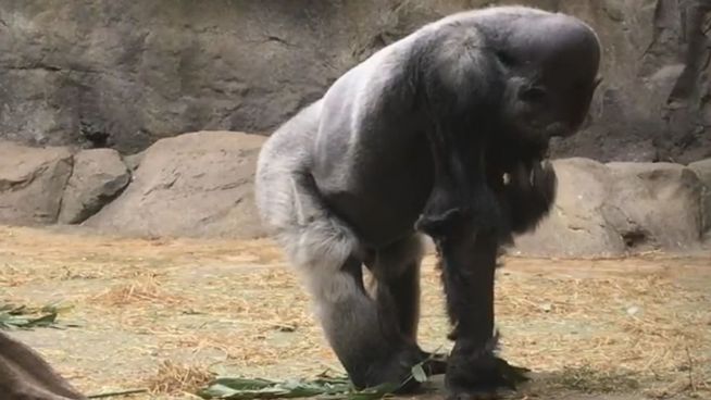 Überraschend gesund: Das alles frisst ein Gorilla