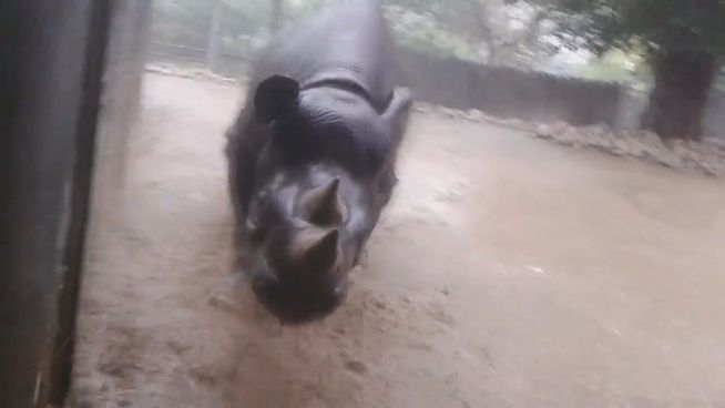 Kapuki im Matsch: Nashorn-Dame tollt im Regen herum