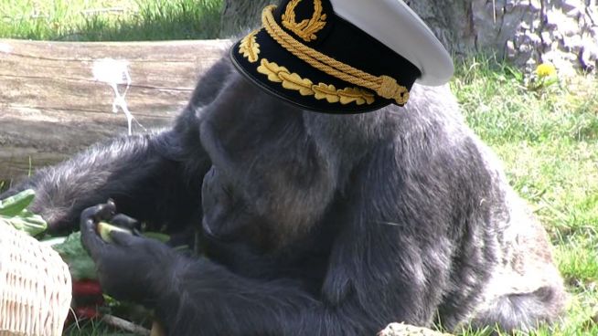 Alte Dame: Gorilla-Greis wird 59 Jahre alt