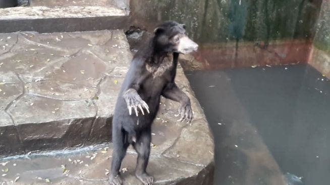 Zoo-Skandal: Abgemagerte Sonnebären betteln um Futter