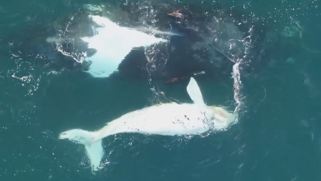 Seltene Aufnahmen: Drohne filmt weißes Wal-Baby