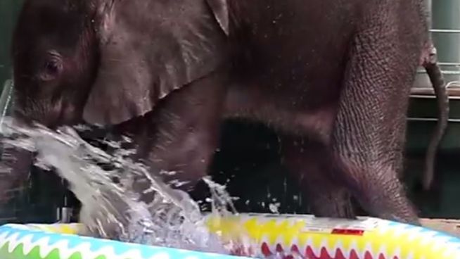 Elefant im Planschbecken: Riesen Spaß für Riesenbaby