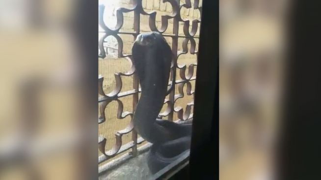 Morgendlicher Gruß: Kobra hinter Fenster