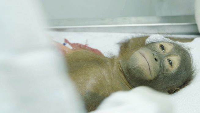 Fast verhungert: Helfer retten Orang-Utan mit Baby