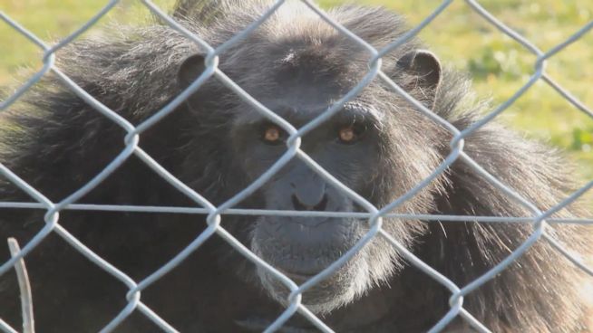 Affen in Gefahr: Primaten-Park vor dem Aus?