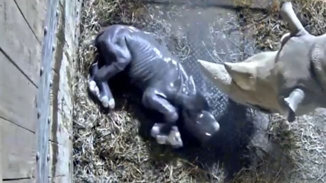 Auf die Beine und los: Geburt eines schwarzen Nashorns