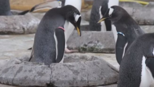 Pinguine im Glücksrausch: Neue Nester im Zoo Edinburgh