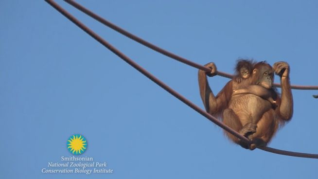 Wie am Schnürchen: Orang-Utans hangeln am Seil
