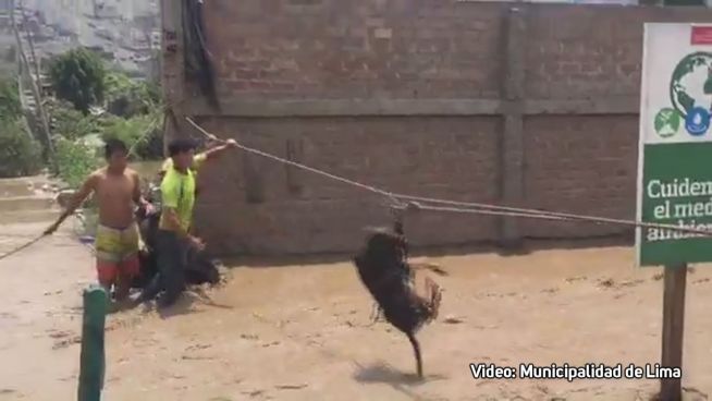 Seilbahn für den Hund: Tier aus Perus Fluten gerettet