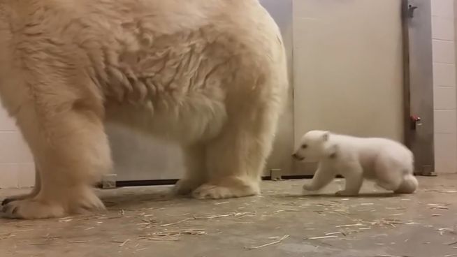 Dreifacher Nachwuchs: Eisbärenbabys auf Erkundungstour