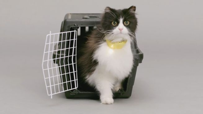 Geniale Erfindung: Halsband lässt Katzen sprechen