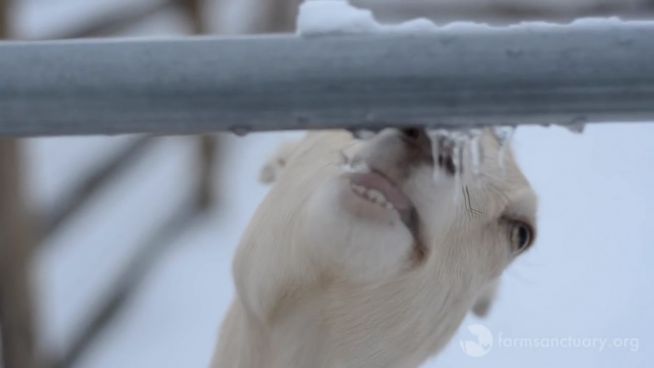 Kalte Erfrischung: Ziegen essen Eiszapfen