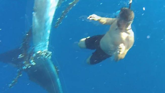 Spektakuläre Rettungsaktion: Mann befreit 15-Meter-Wal