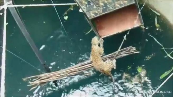 18 Meter tief: Leoparden-Dame stürzt in Brunnen