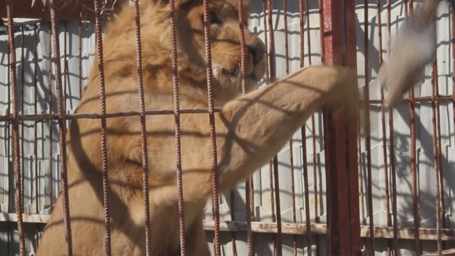 Kriegsgebiet: Die 2 letzten Tiere im Zoo von Mossul