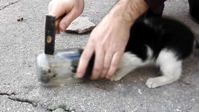 Hammer-Rettung: Katze steckt mit Kopf in Glas fest