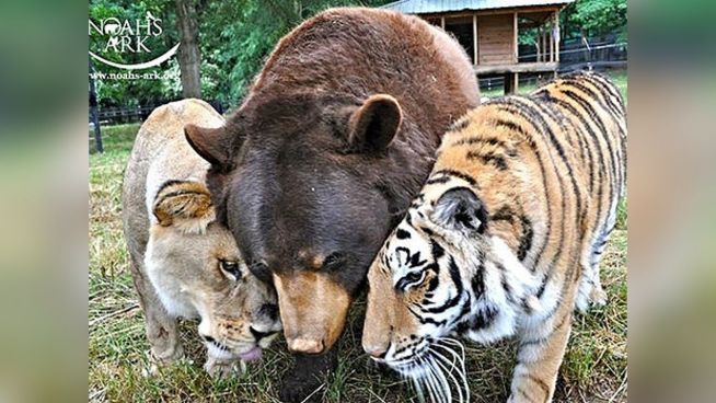 Bär,Tiger und Löwe: Drei starke Freunde mit Geschichte