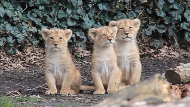 Süß hoch drei: Löwen-Nachwuchs im belgischen Zoo