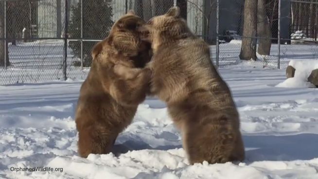 Brutales Spiel: Bären proben den Ernstfall