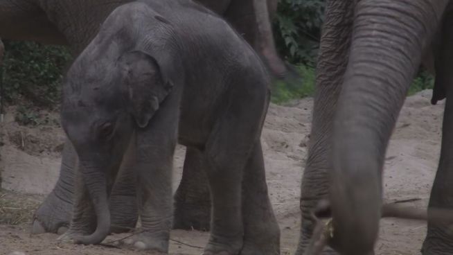 Niedlicher Tollpatsch: Elefantenbaby lernt noch