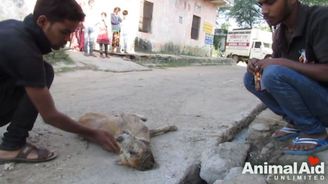 Rettung in Indien: Sterbender Straßenhund überlebt